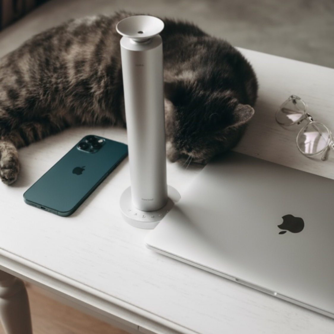 Cat sitting near desktop diffusers